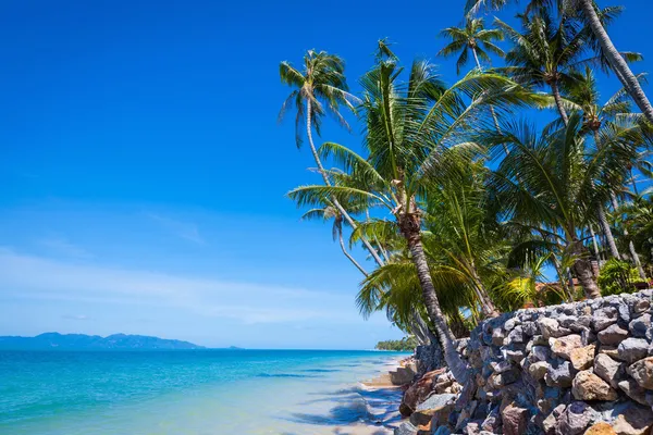 Kokospalmer på bakgrunden blå himmel och hav Stockbild