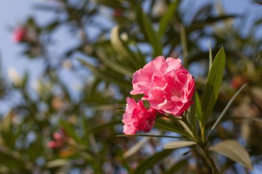 güzel yemyeşil çiçekler