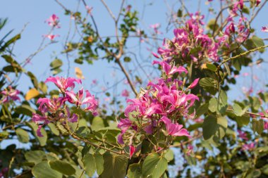 güzel yemyeşil çiçekler
