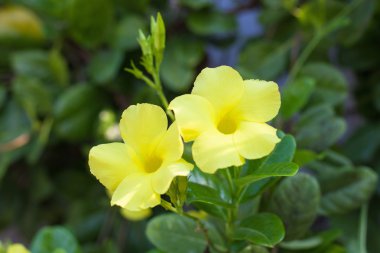 güzel yemyeşil çiçekler