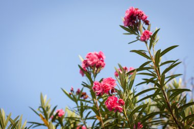 güzel yemyeşil çiçekler