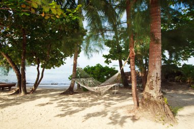 hamakta tropikal ağaçlar