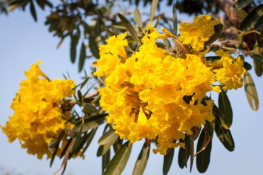 güzel yemyeşil çiçekler