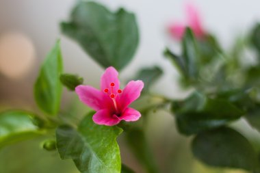 güzel yemyeşil çiçekler