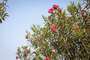 güzel yemyeşil çiçekler