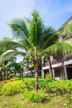 otel palmiye ağaçları