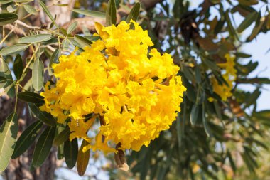 güzel yemyeşil çiçekler