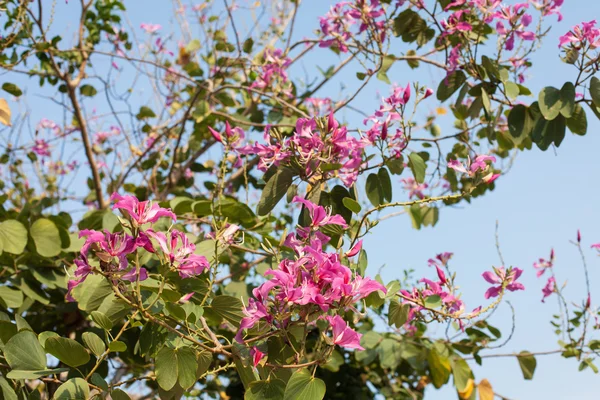 Hermosas flores exuberantes — Foto de Stock