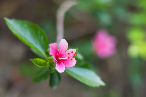 Güzel yemyeşil çiçekler — Stockfoto