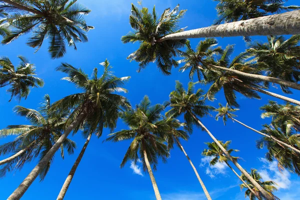 Coqueiros em um fundo de céu azul — Fotografia de Stock