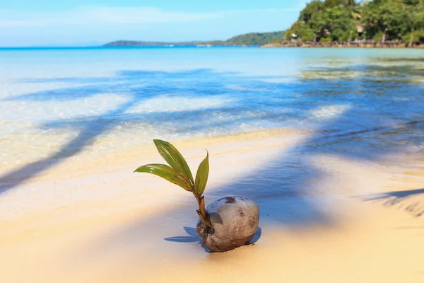 Germinated coconut on a beach — Stock Photo, Image