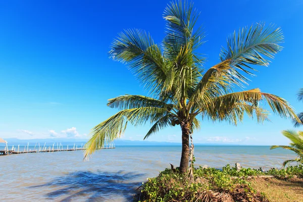 Árbol de coco —  Fotos de Stock