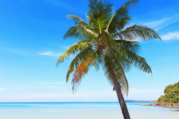 Vackra palm tree — Stockfoto
