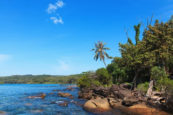 Palm trees and sea — Stock Photo, Image