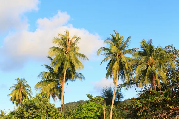 Uzun palmiye ağaçları — Stok fotoğraf