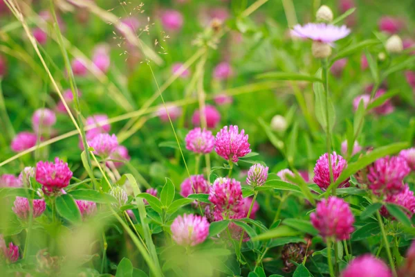 Clover flowers — Stock Photo, Image