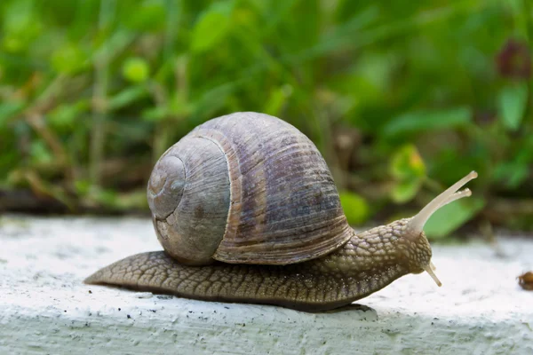 Creeping snail — Stock Photo, Image