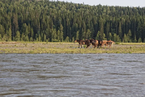 The river Mrassu, boat, Horses — Stock Photo, Image