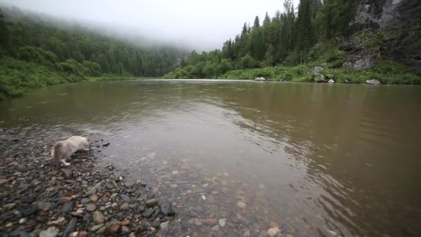 Le chat boit dans la rivière de montagne — Video