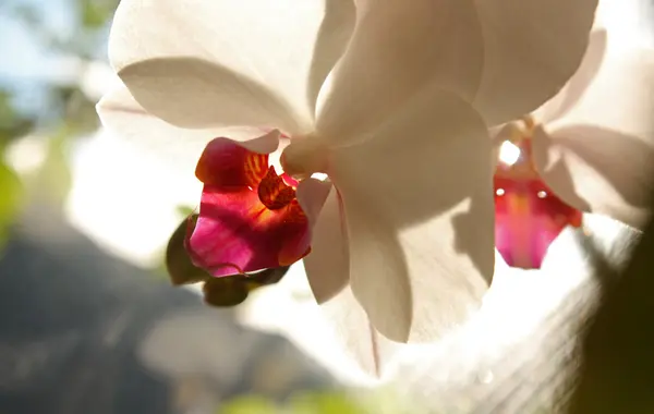 Hermosa orquídea —  Fotos de Stock