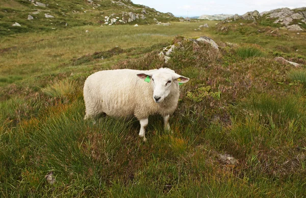 Gående får — Stockfoto