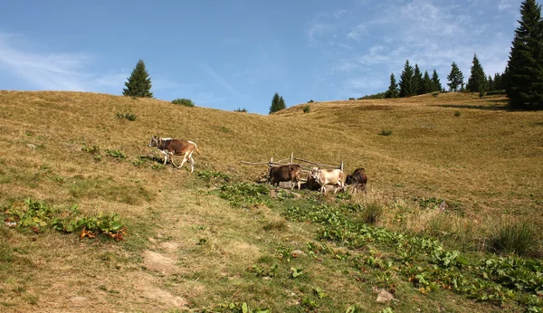 Paesaggio montano — Foto Stock