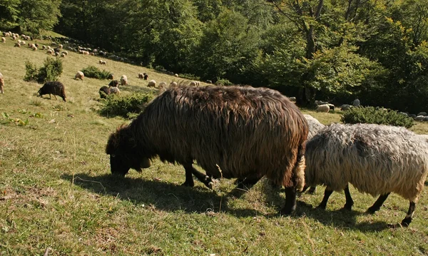 Güzel koyun — Stok fotoğraf