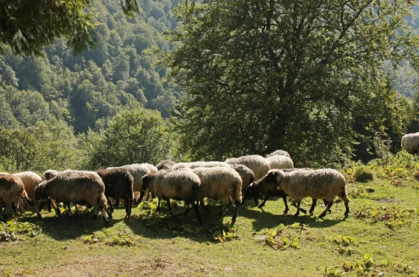 Linda ovelha — Fotografia de Stock
