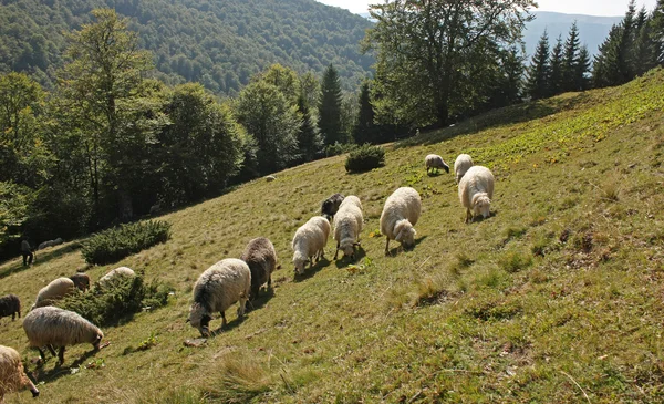 Linda ovelha — Fotografia de Stock