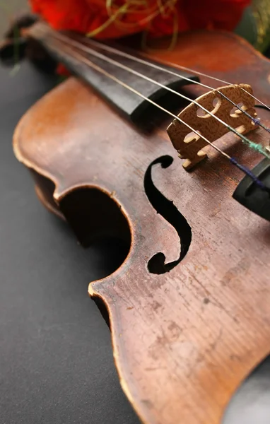 Hermoso violín —  Fotos de Stock