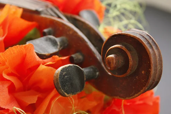 美しいバイオリン — ストック写真