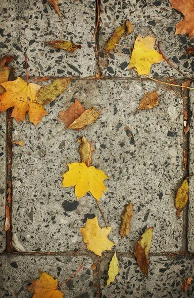 Fondo de otoño — Foto de Stock