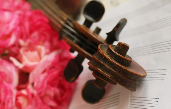 Beautiful violin — Stock Photo, Image