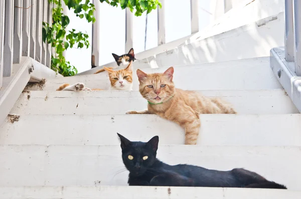 Mykonos Adası evsiz sevimli kediler — Stok fotoğraf