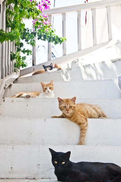 Sem-teto bonito gatos em Mykonos Island — Fotografia de Stock