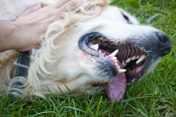 ホワイト ゴールデン犬 — ストック写真