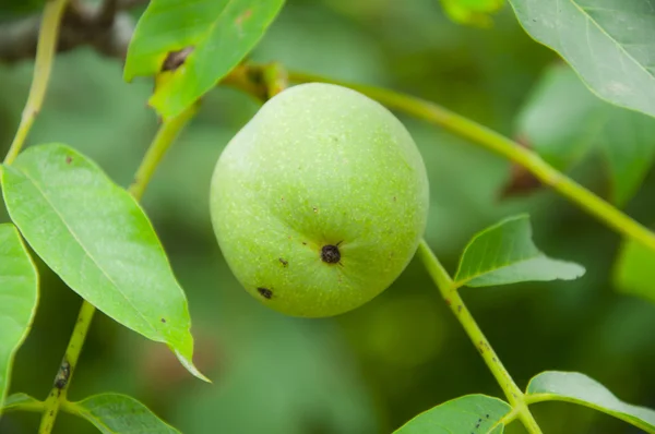 Valnötsträdet — Stockfoto