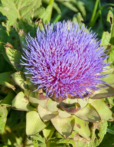 Lindas flores de primavera — Fotografia de Stock