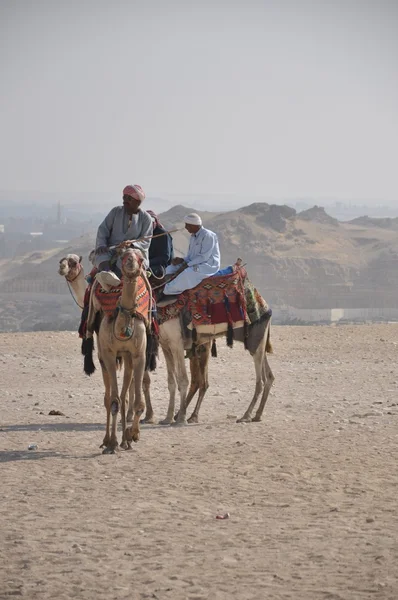Camel renners in giza, cairo, Egypte — Stockfoto