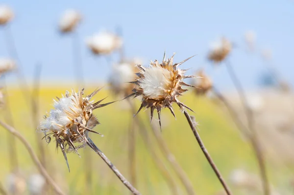 Dry thistles — Stock Photo, Image