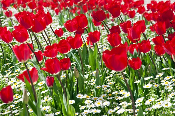 Tulipas vermelhas — Fotografia de Stock