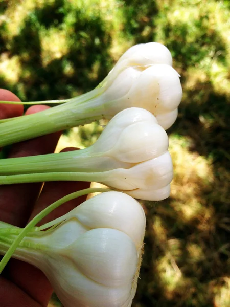 Färska garlics — Stockfoto