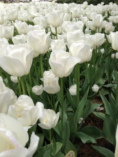 Pole s bílými tulipány — Stock fotografie