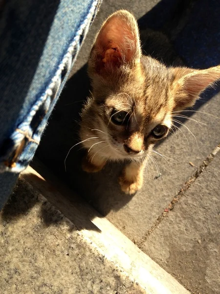 Gato sin hogar — Foto de Stock