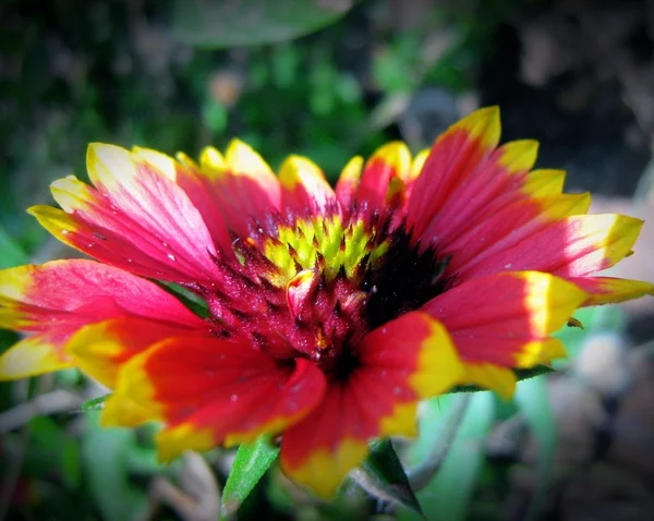 Flower close-up — Stock Photo, Image