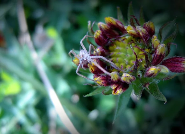 Araña en una flor —  Fotos de Stock