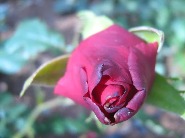 Red rose — Stock Photo, Image