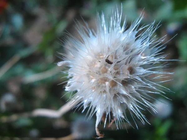 Blomsternärbild — Stockfoto