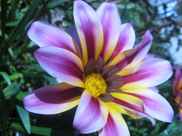Flor Close-Up — Fotografia de Stock