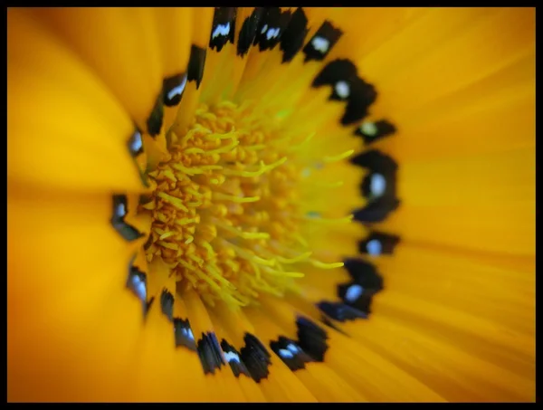 Квітка Закри — стокове фото